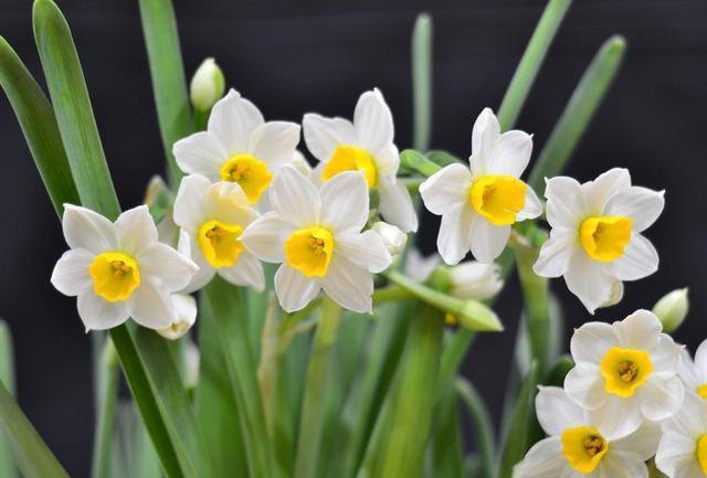 水仙花好养,水仙花真的好养吗