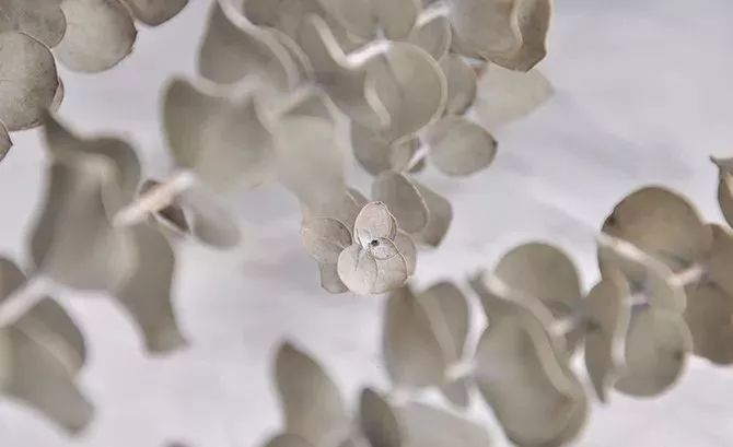 鲜花和干花的不同美感,有哪些花可以制作干花