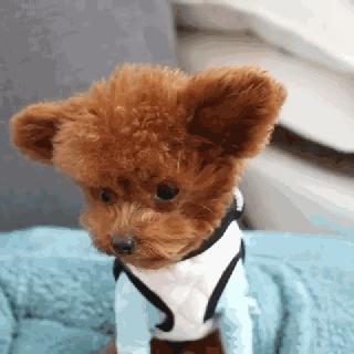 小泰迪一般多久立耳就定型了,小泰迪立耳修剪毛发视频