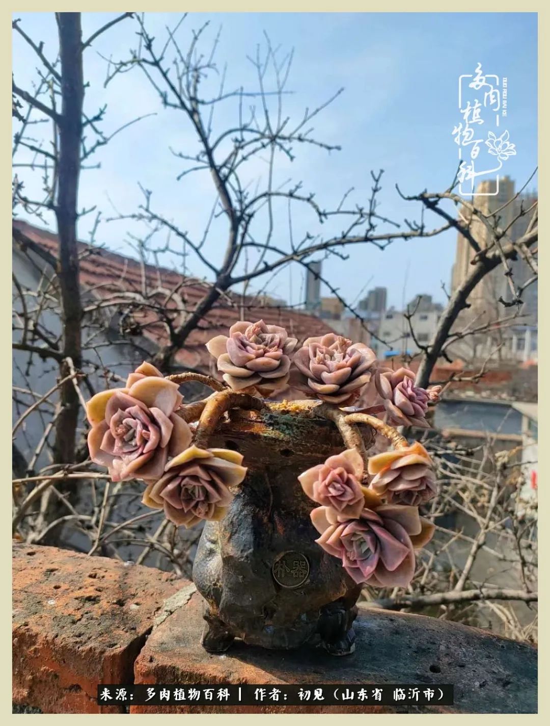 和多肉植物相伴,和多肉相处的心情