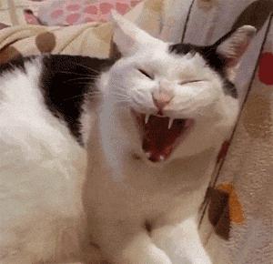 猫咪的八种习性图片,猫咪的七种性格