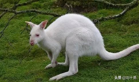 罕见动物60种大开眼界,十种罕见动物