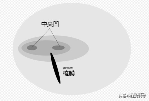 拿鸡当摄像机,拿鸡当摄像头