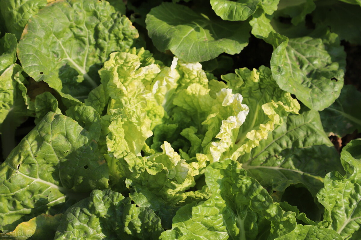 白菜萝卜苗有虫子怎么办,萝卜白菜有虫子用什么药最好