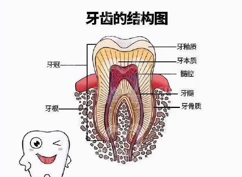 猫咪蛀牙可以洗掉吗,猫咪牙齿蛀牙怎么办