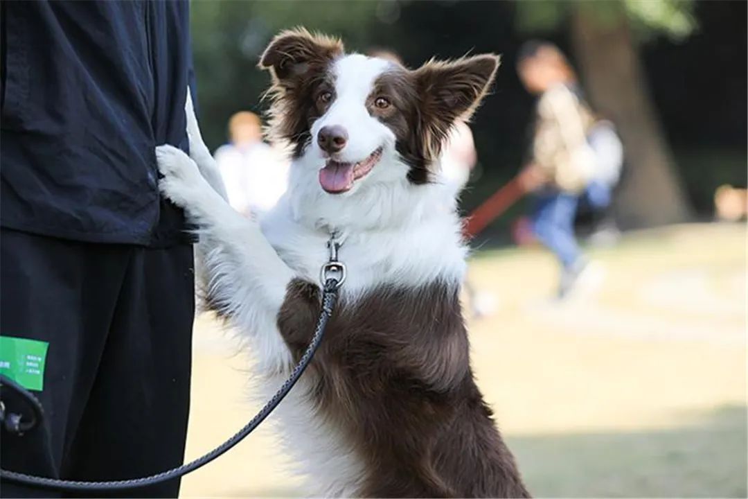 2022年上海遛狗圣地,2021上海遛狗圣地