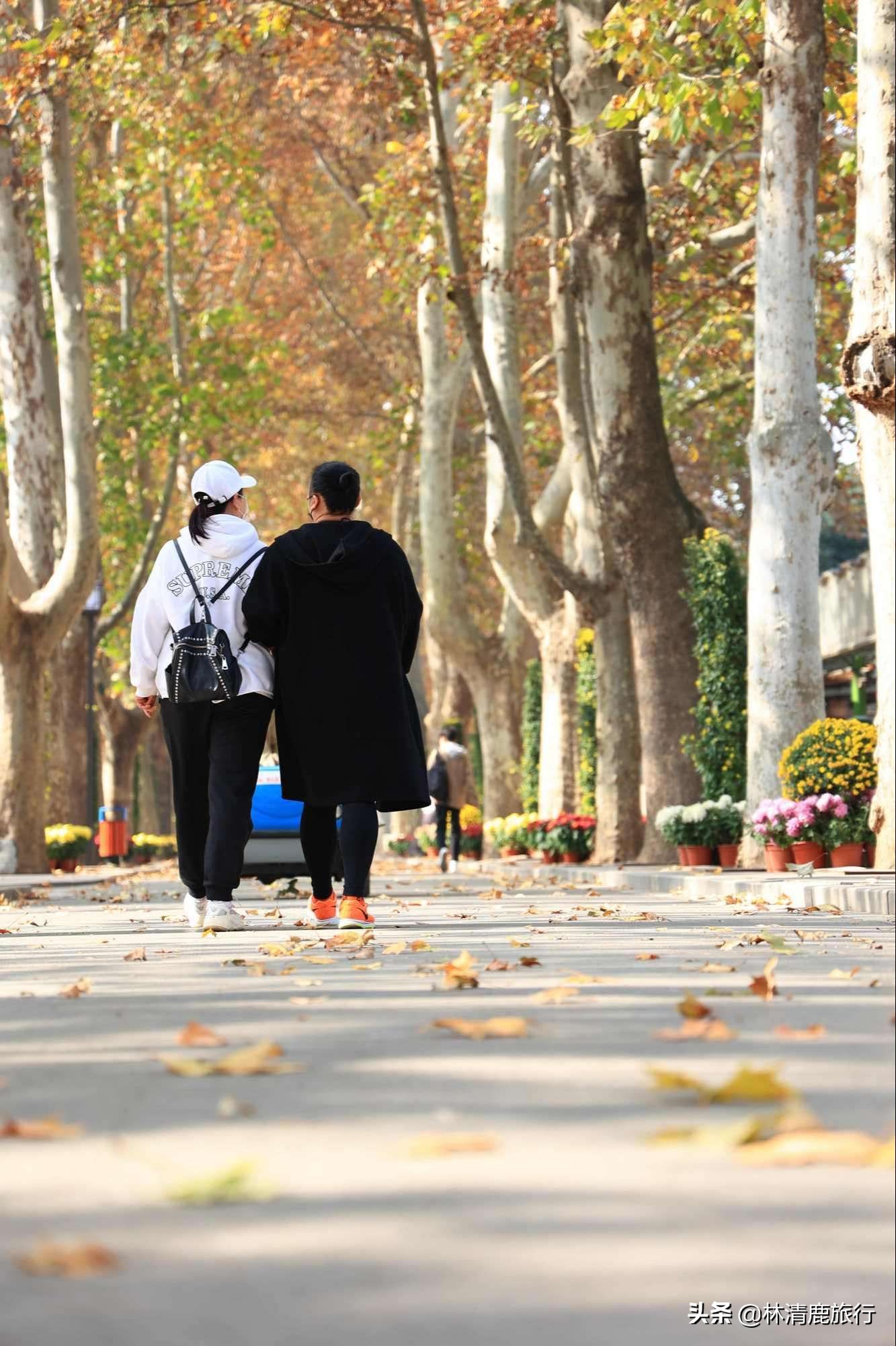 离郑州最近银杏园赏秋,郑州银杏惊艳了秋天