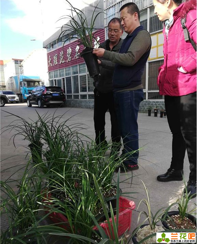 兰花种类和价格行情,现在兰花有特别贵的吗