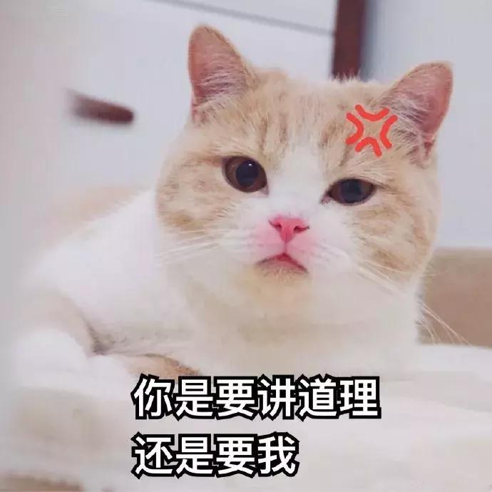 新手养猫适合养什么猫便宜,没钱养猫真的不能养吗