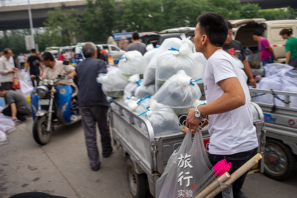 一周一次的宠物市场,天津适合带宠物去游玩的地方