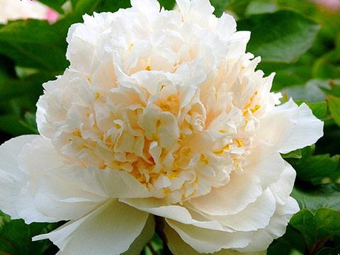 如果你来选择你会选择谁,如果让你来选择国花你会选什么