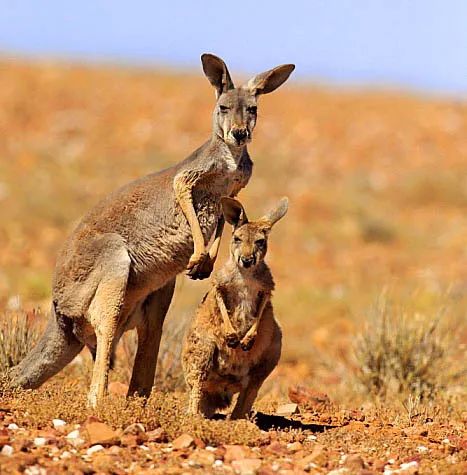 袋鼠的生殖特点是什么科普,袋鼠生殖特点科普短文