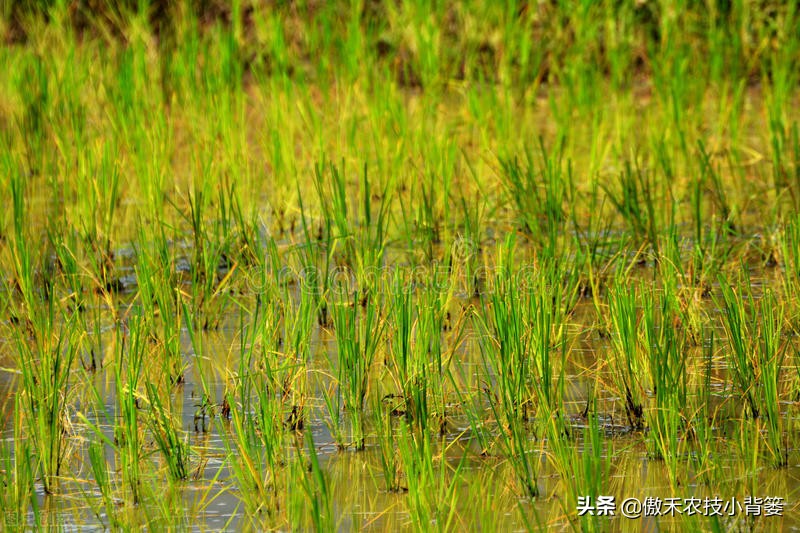 如何防止水稻黄叶,水稻抽完穗黄叶黑杆是什么原因