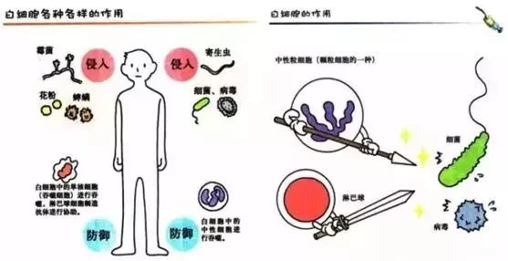 关于血常规的检查知识,关于血常规的视频
