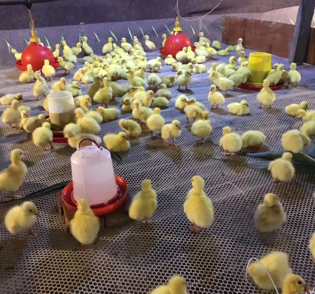 养鹅需要注意哪些细节,养鹅注意事项及建议