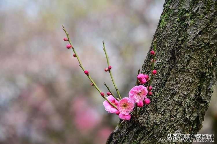南京梅花山梅花开了吗,来南京梅花山赏梅花