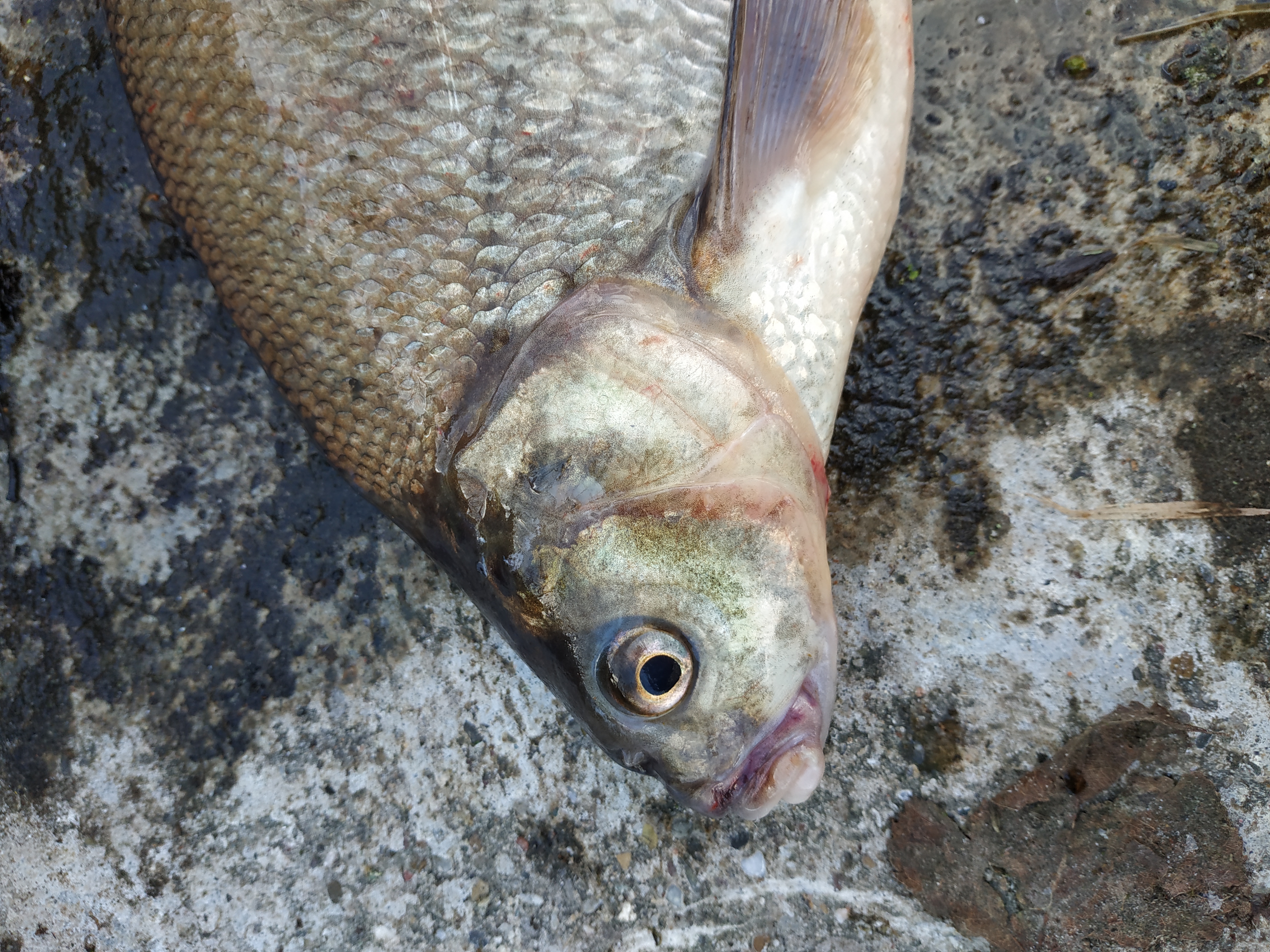 欧鳊如何钓,欧鳊怎么钓