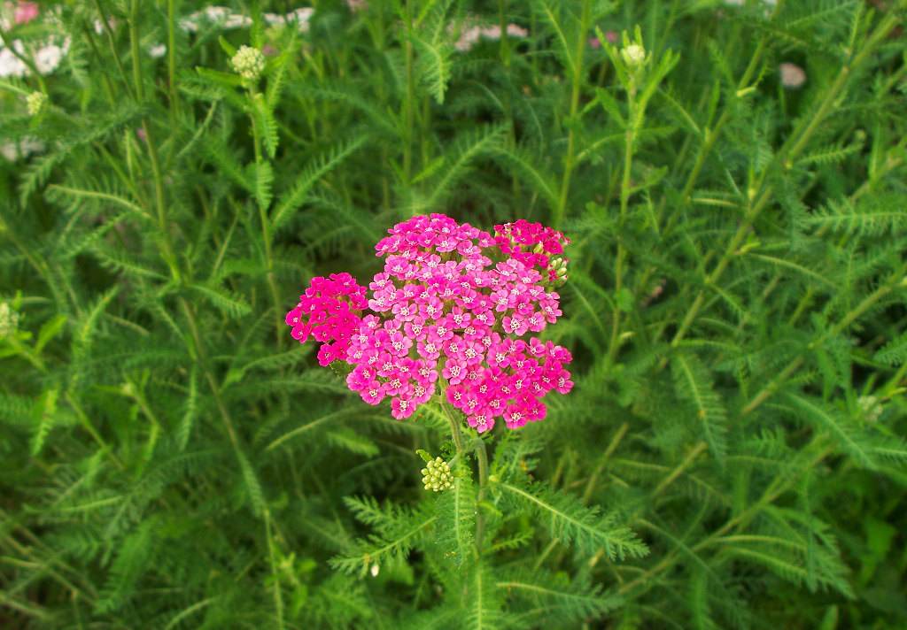 100种常见花卉图谱，收藏起来慢慢看，从此识花不求人