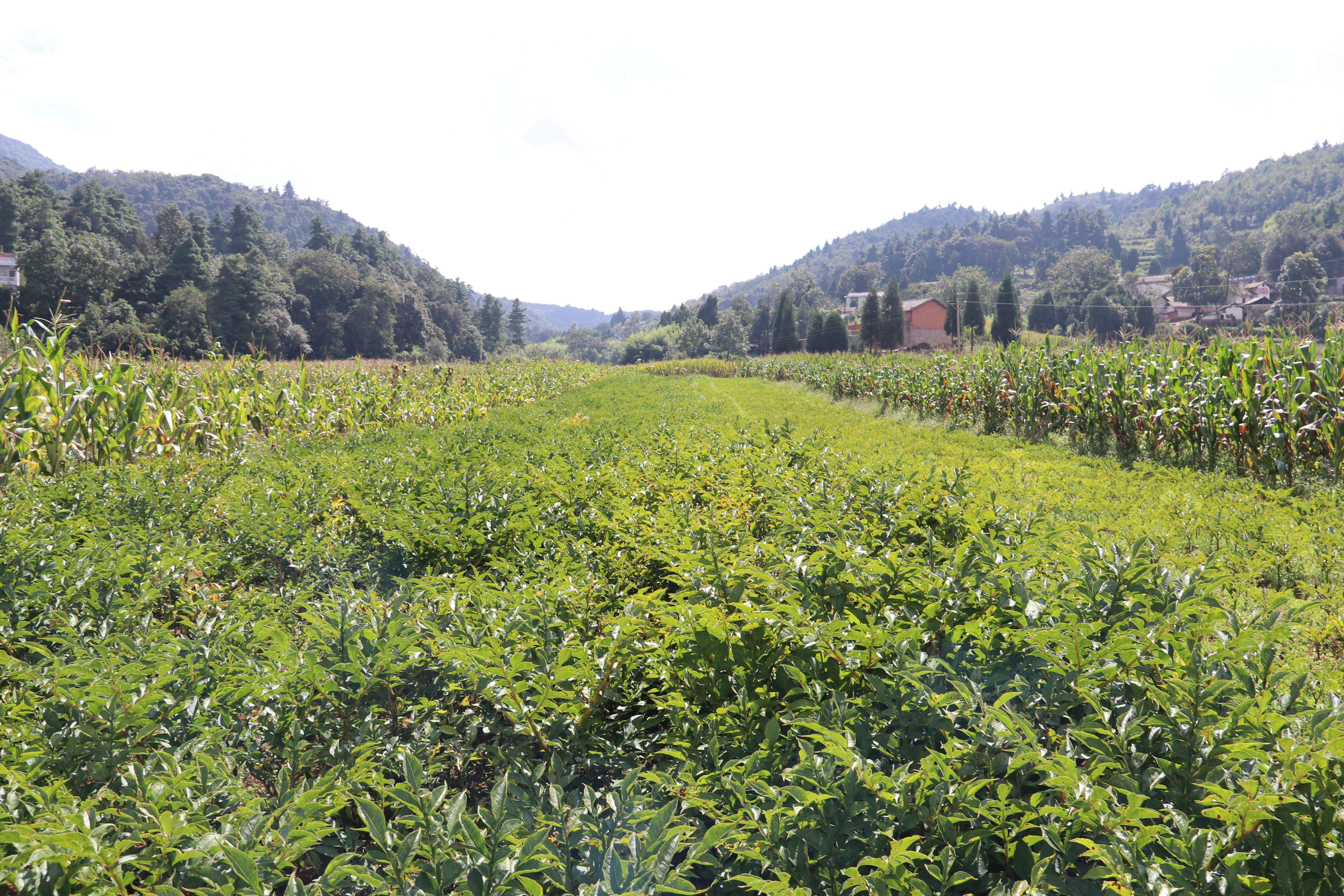 魔芋种植技术每日农经,魔芋种植与收益
