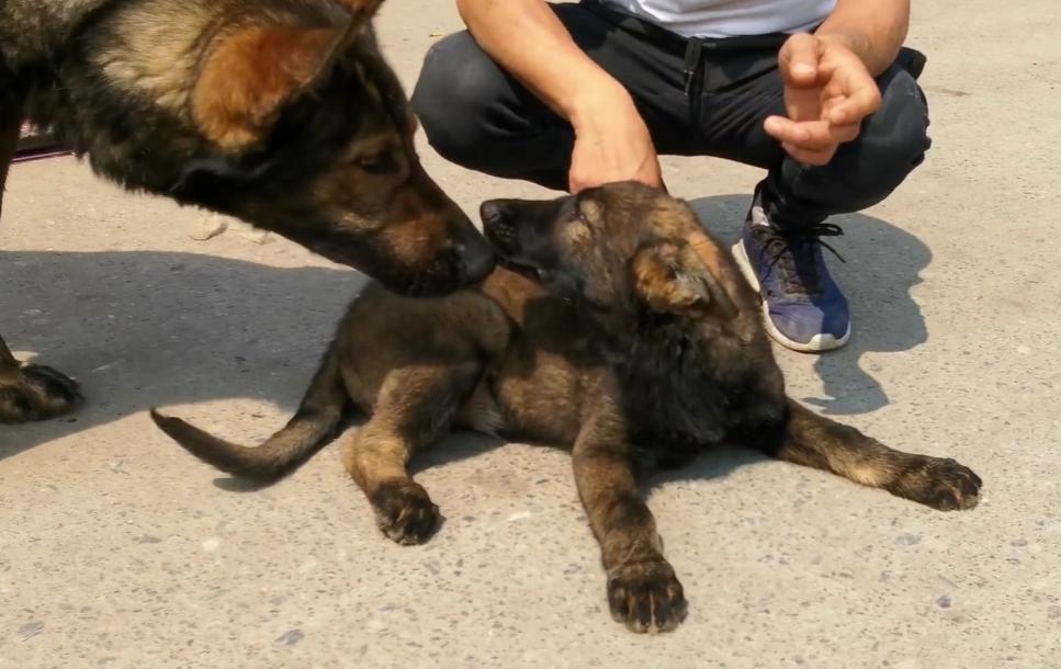 凶狠的东德,黑色的昆明犬和黑色的东德