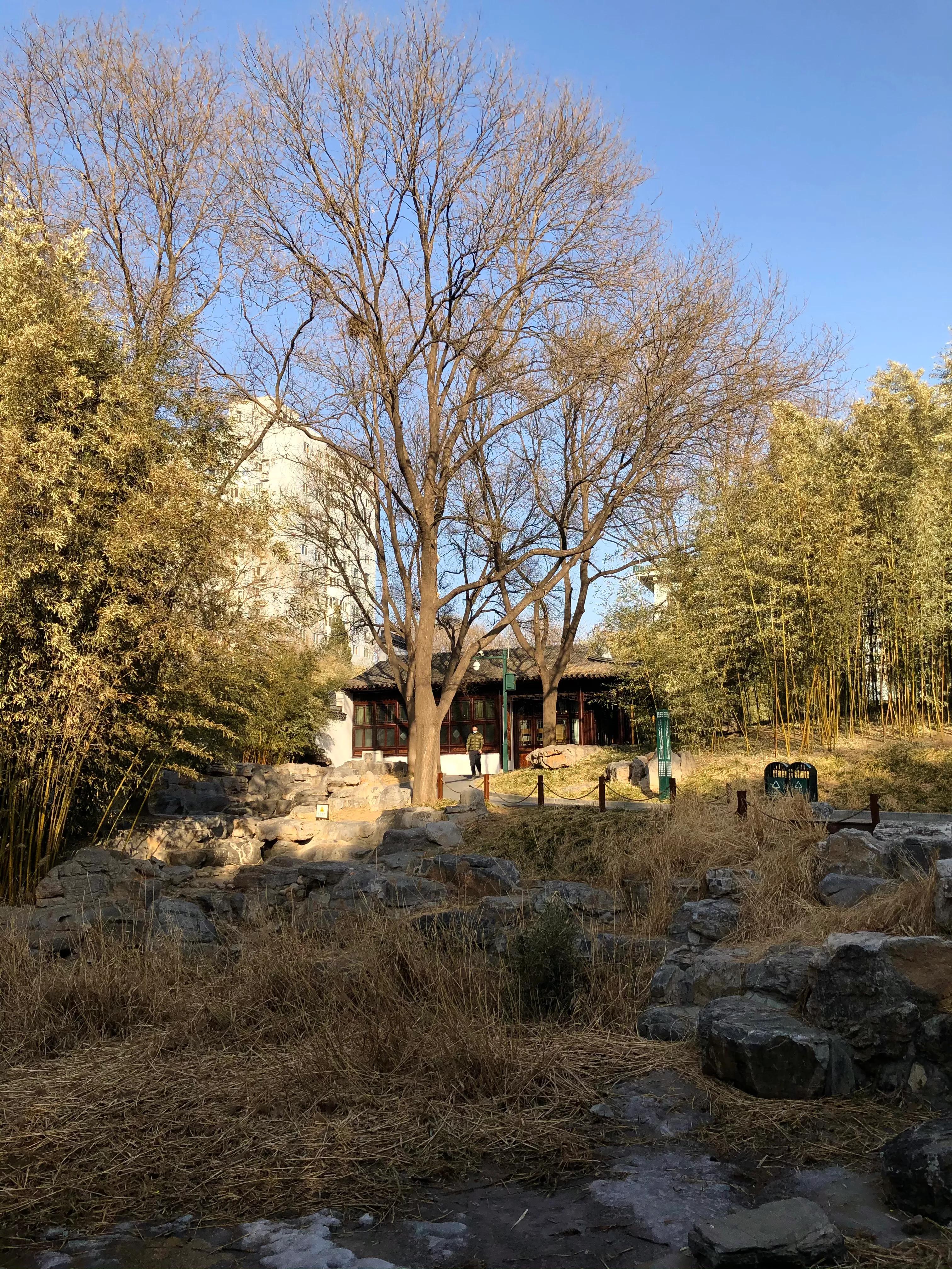 冬日紫竹院公园最新消息,冬日紫竹院公园