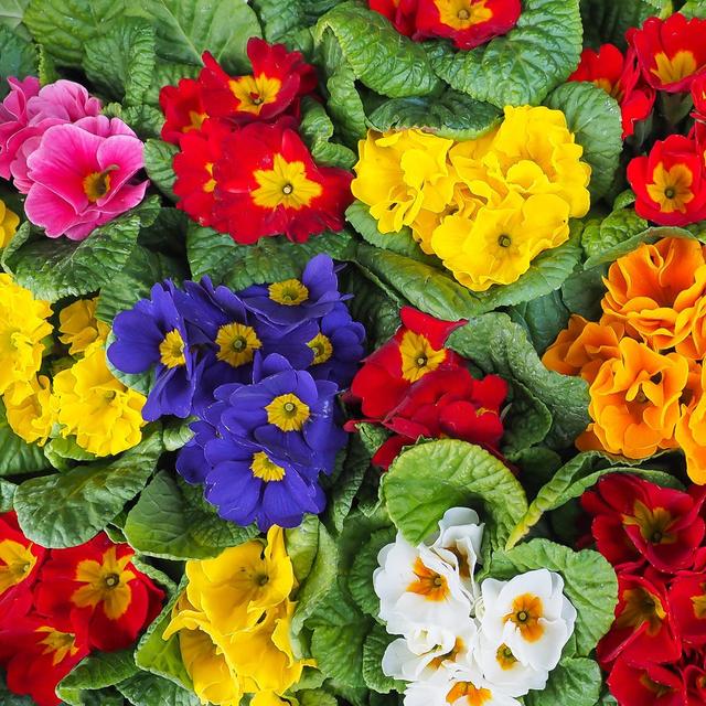 大岩桐花蕾枯萎原因,大岩桐的花骨朵为什么总是干枯