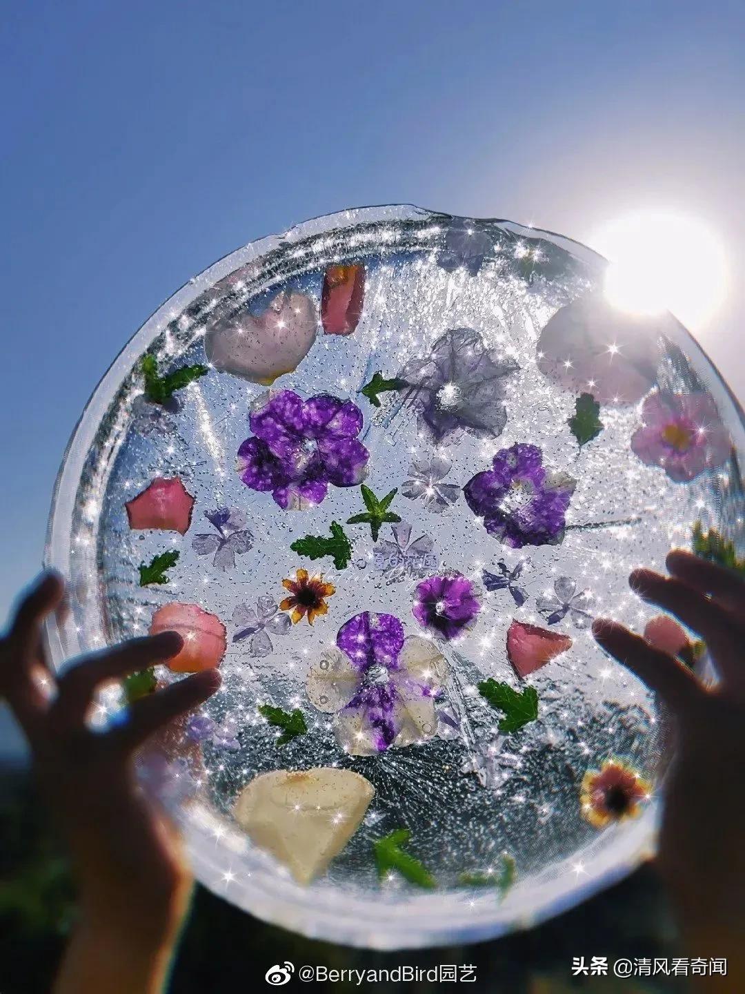 冻冰花美篇,冻冰花的美篇