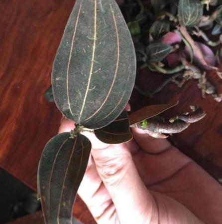 血叶兰与金线莲区别,金线莲血叶兰的养殖方法