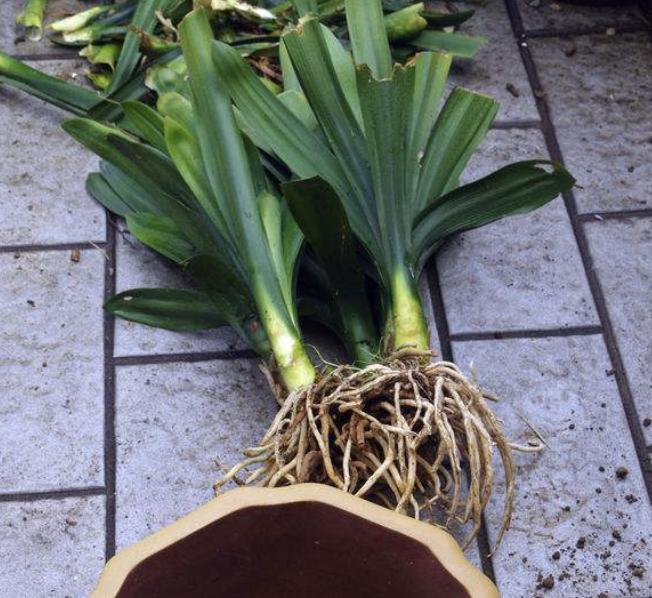 吊兰君子兰根怎么养,君子兰吊兰换盆方法