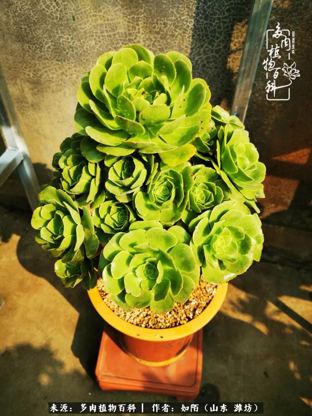 凤凰涅槃，浴火重生！多肉法师圣斗士们的秋天！（附养护经验）