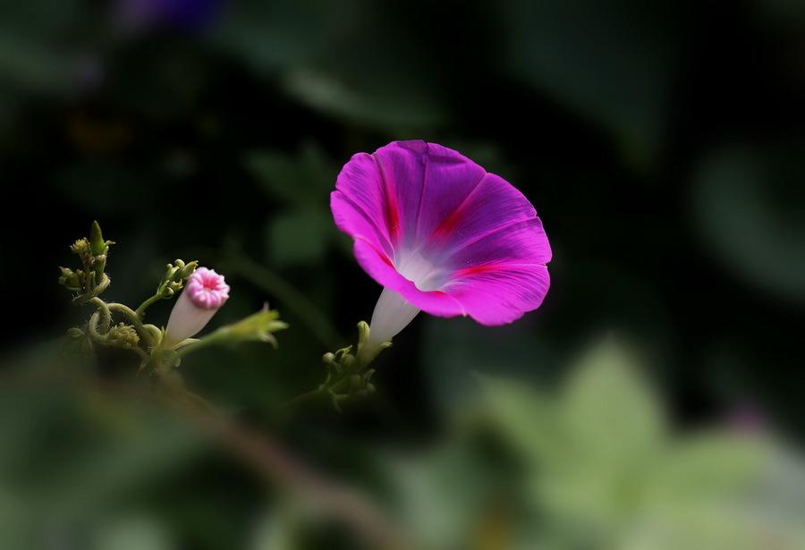 昼颜经典词句,昼颜的美丽