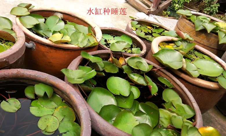 小容器种花草,别致花盆配什么花