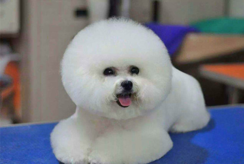 比熊口腔溃疡什么症状,比熊口炎