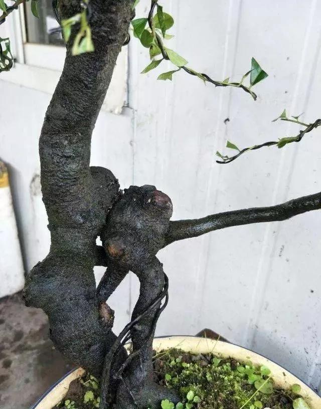 珍珠柏盆景不绿不发新芽怎么回事,盆景老桩上盆发芽后新芽干枯