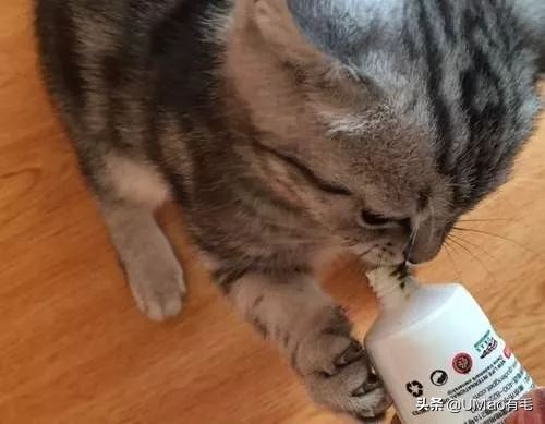 李佳琦叫卖都不管用！双十一猫咪用品这些坑得避