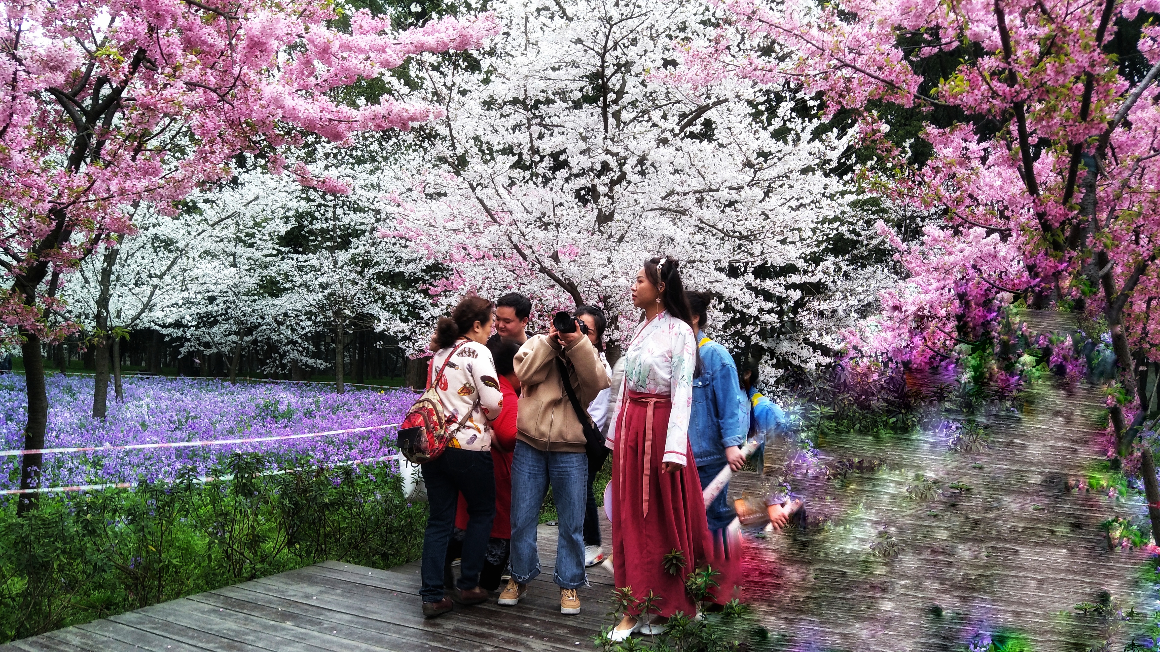 武汉赏樱之旅,武汉东湖樱园赏樱