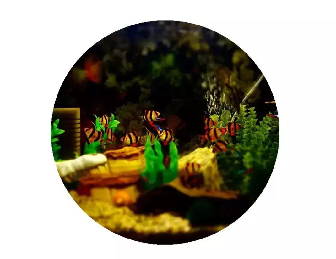 魔鬼刀鱼混养注意事项,鱼龟混养需要注意些什么