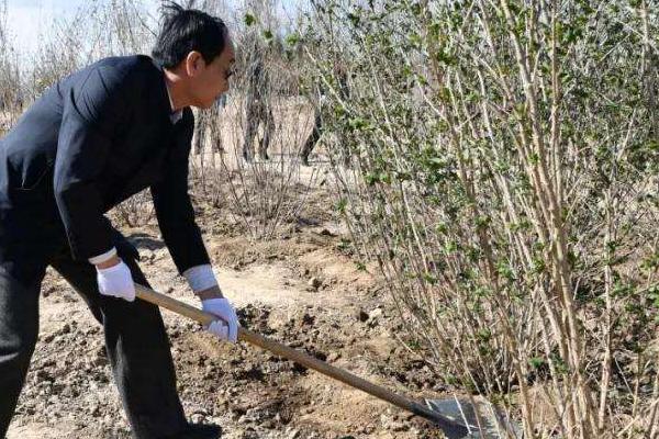 哪个网站上卖的树苗靠谱,卖树在哪个网站发布
