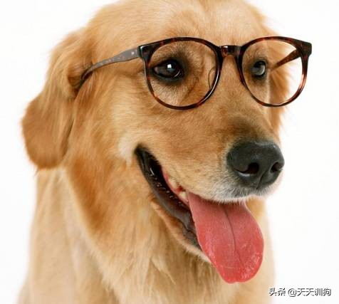 狗狗喷射状呕吐,狗狗呕吐怎么办如何解决