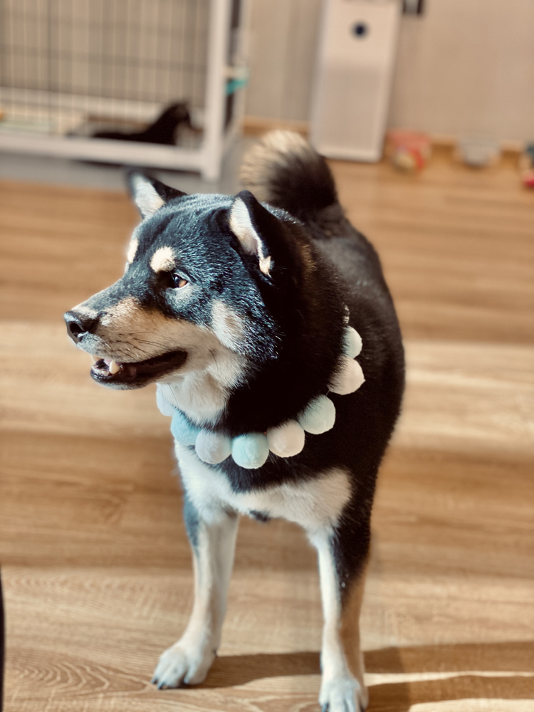 撸动物的网红店顺德,撸小动物的网红店北京世纪金源