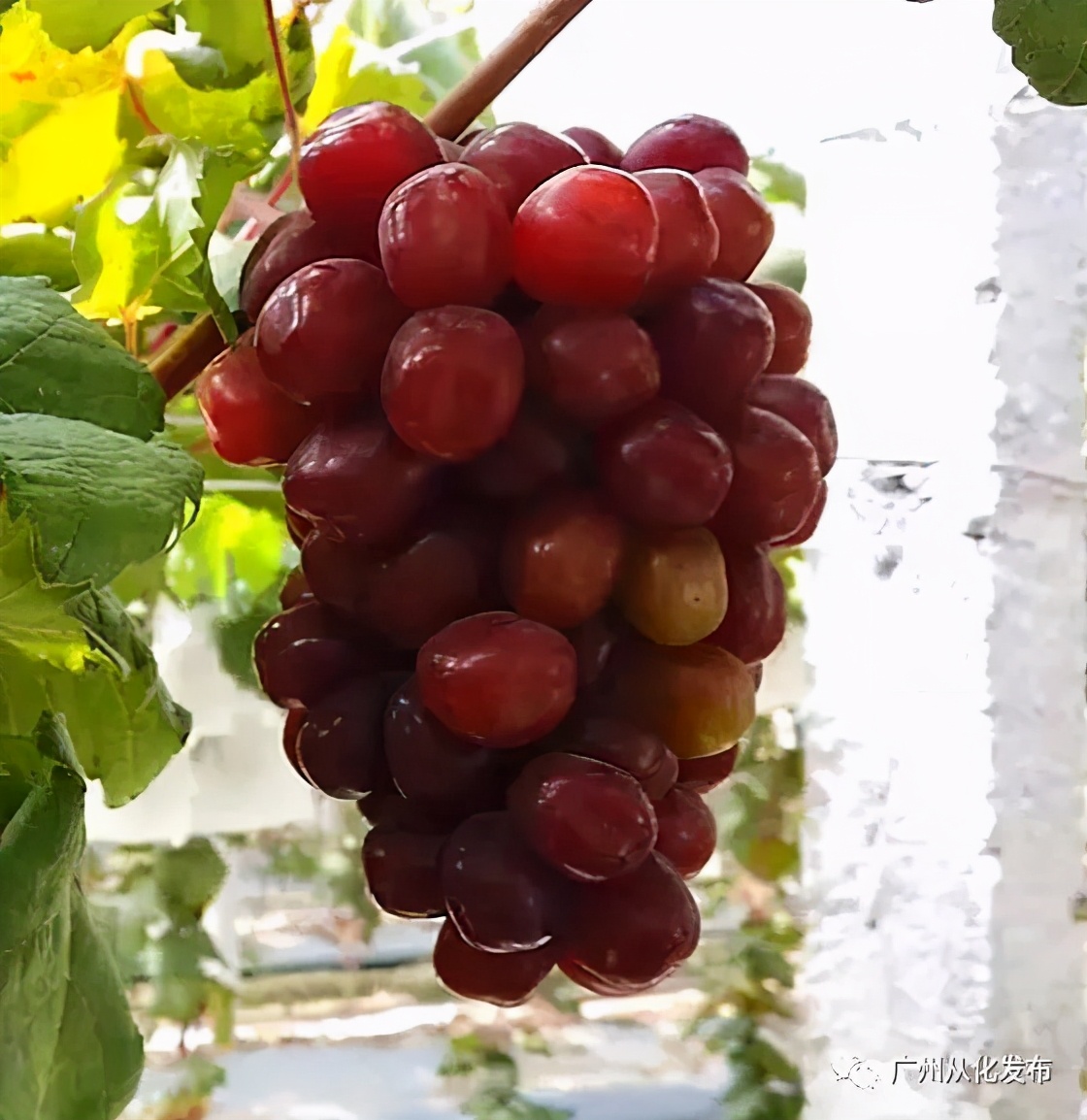 楂樻牎瀛︾敓鐪间腑鐨勫叡闈掑洟,楂樻牎鐢熺溂涓殑鏃朵唬鍙樿縼