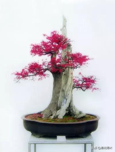 白檵木盆景图片欣赏,异形白花檵木盆景