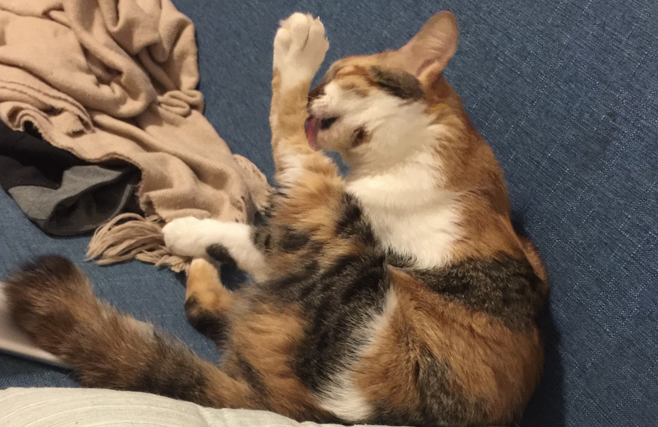 猫咪水的作用与功效,怎么才能让猫咪多喝水