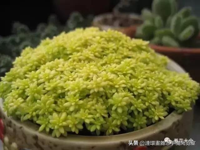 365种多肉图谱大全,365种鲜花图册大全