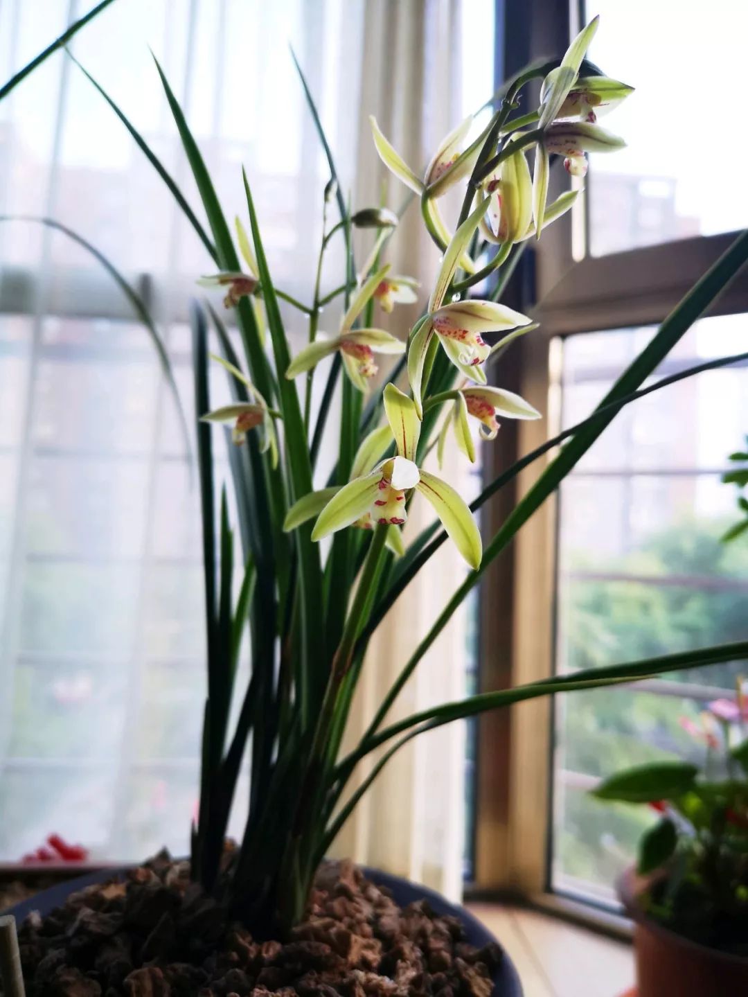 兰花肥料兰花专用土,兰花施肥用什么肥料最好