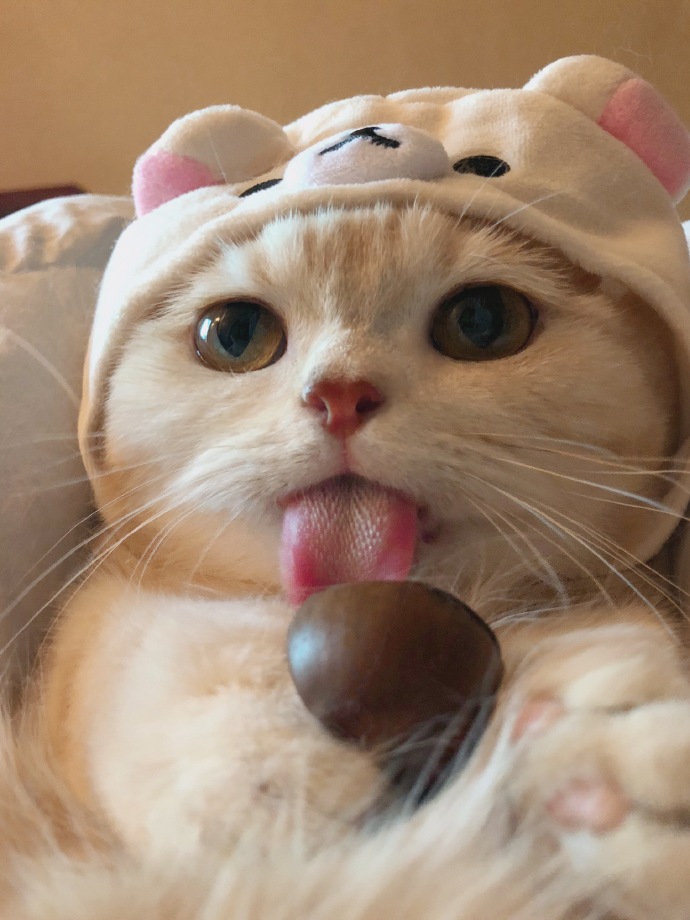 三个月的小猫吃什么？给你小猫最营养的喂养方式~