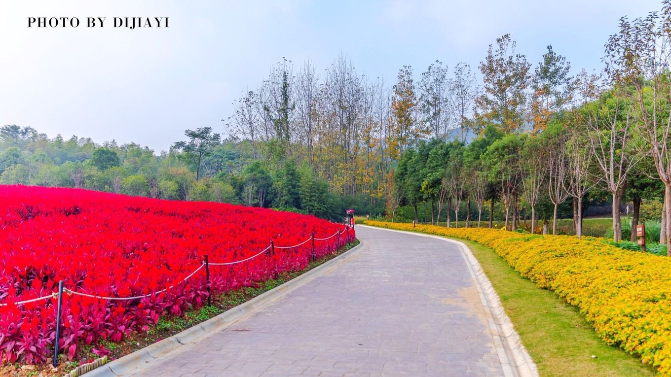 金坛花谷奇缘几月开花,金坛花谷奇缘地图
