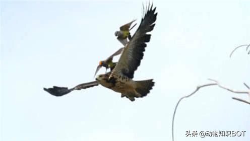 老鹰克星霸王鸟,老鹰最惧怕的必胜鸟