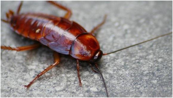 如果家里有蟑螂怎么样才能消灭它,家里有蟑螂要怎样才能消灭掉