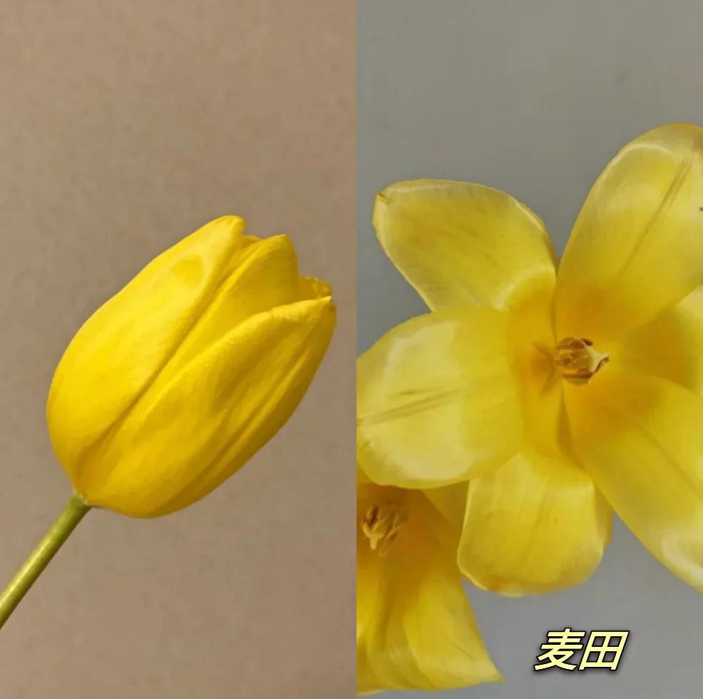 郁金香又叫什么名字,不同颜色郁金香的名字